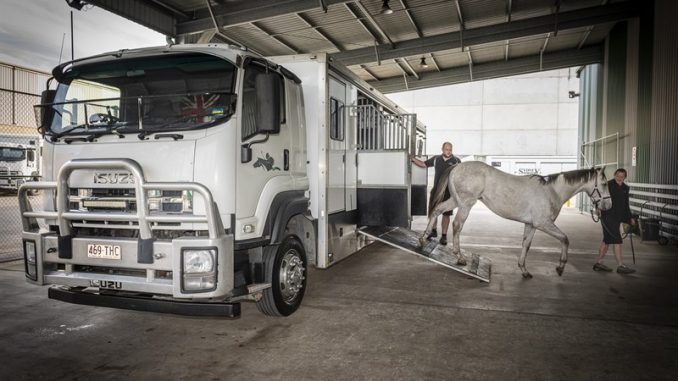 Sydney Horse Trans_800x534-1