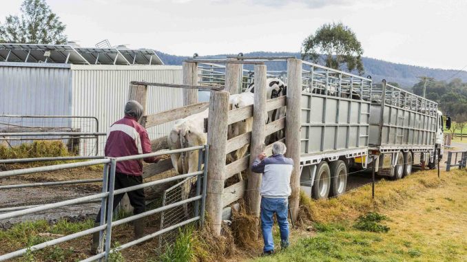 Isuzu cattle stock crate